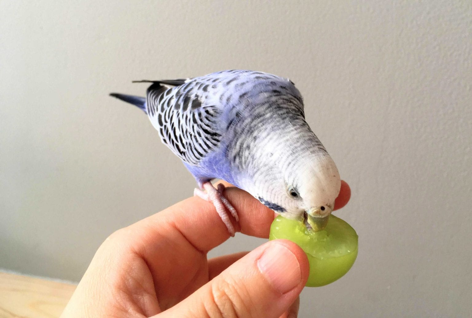 How to Introduce a New Budgie to The Flock in 7 Easy Steps - Budgie Basics