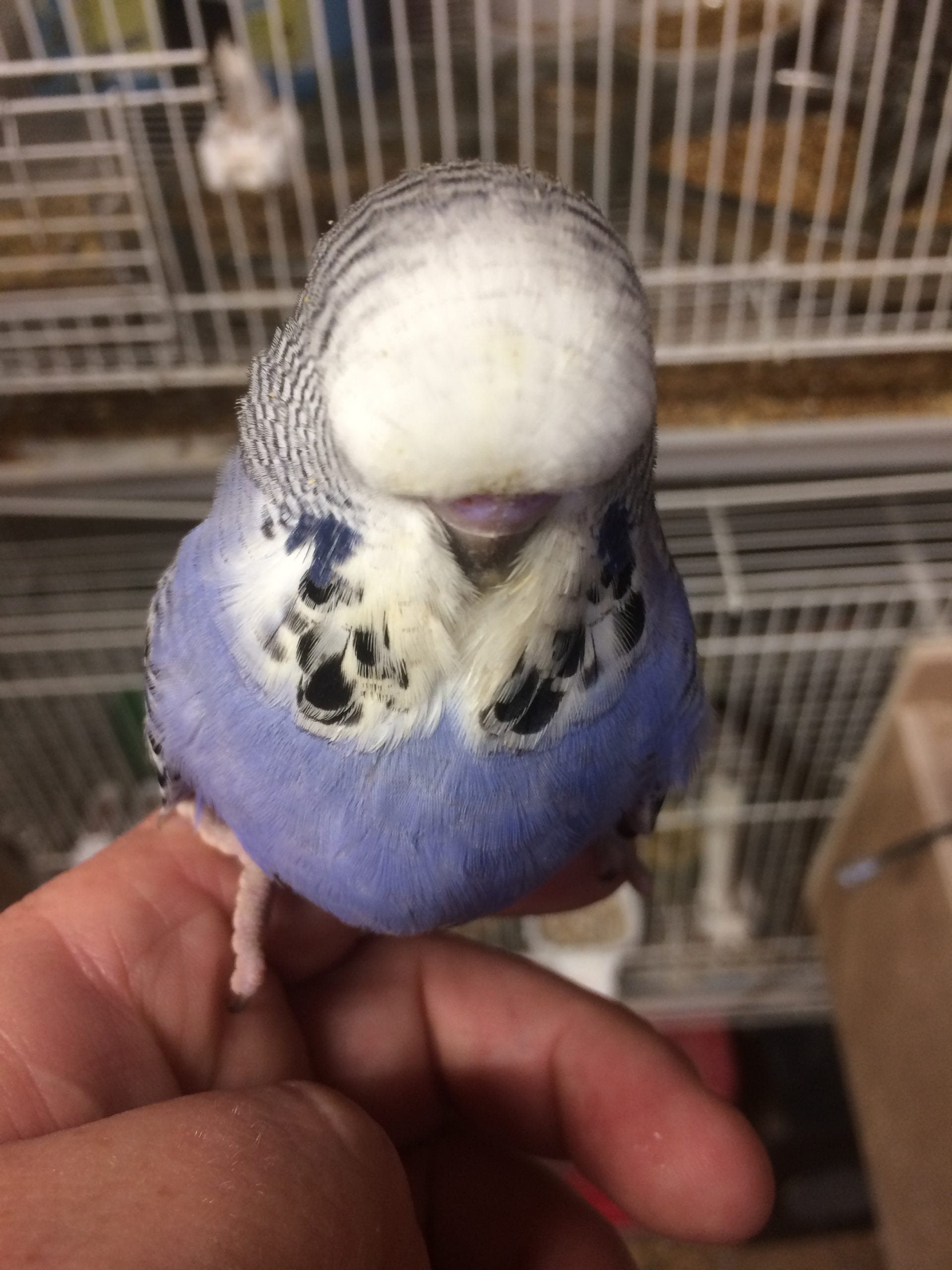 violet budgie on breeders finger