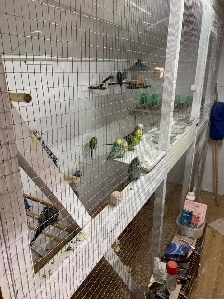 lots of budgies in an indoor flight cage