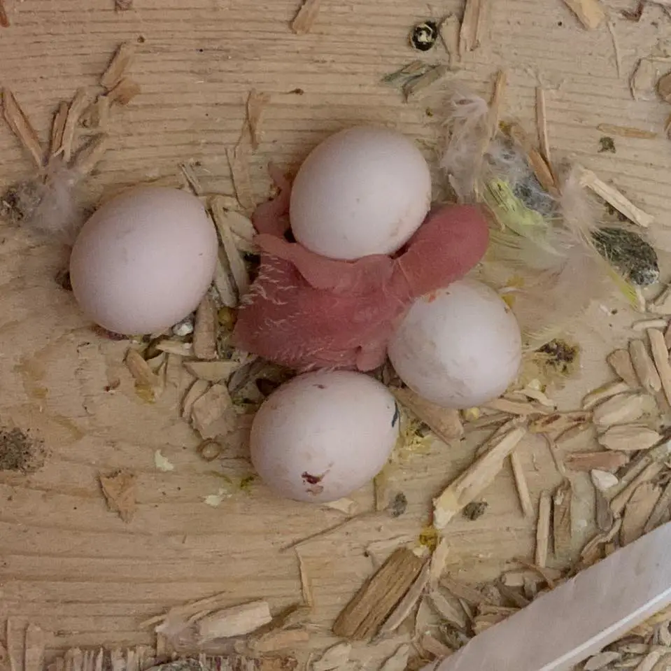 Newly hatched budgie chick and 4 unhatched eggs