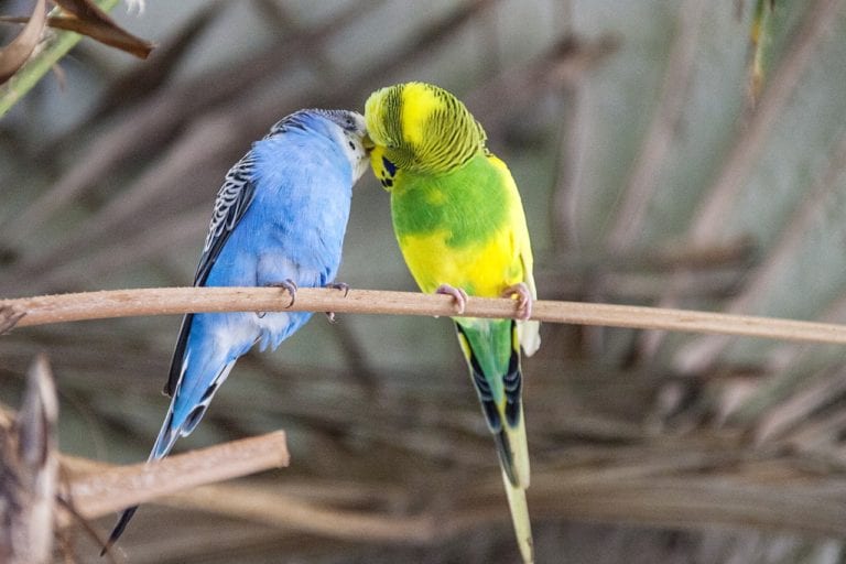 How to Encourage Your Budgies to Breed – A Complete Guide