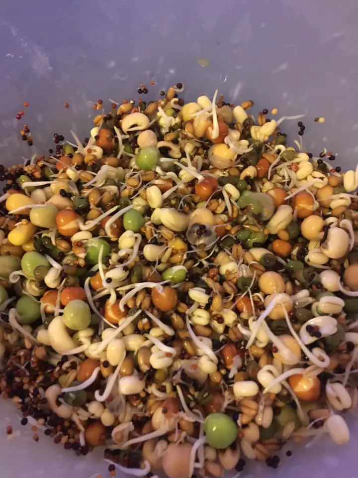 Budgie food - sprouted beans, hemp seeds, chia, rye, barley, wild grasses