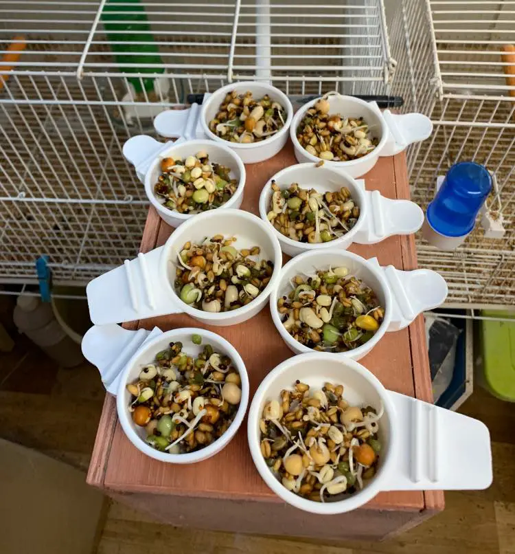 sprouting seeds for budgies