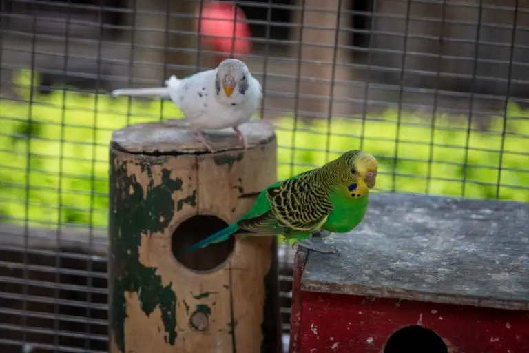 Is Your Budgie Ready to Breed – Important Signs To Look For