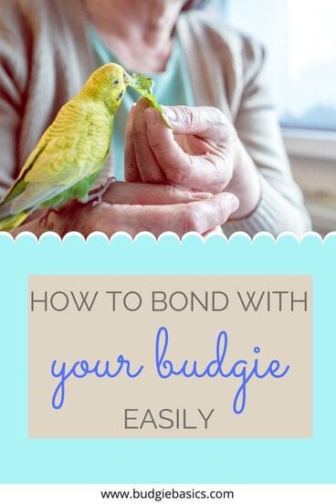 How to Create a Strong Bond With Your Budgie Easily