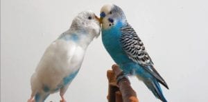 budgies like to be kissed