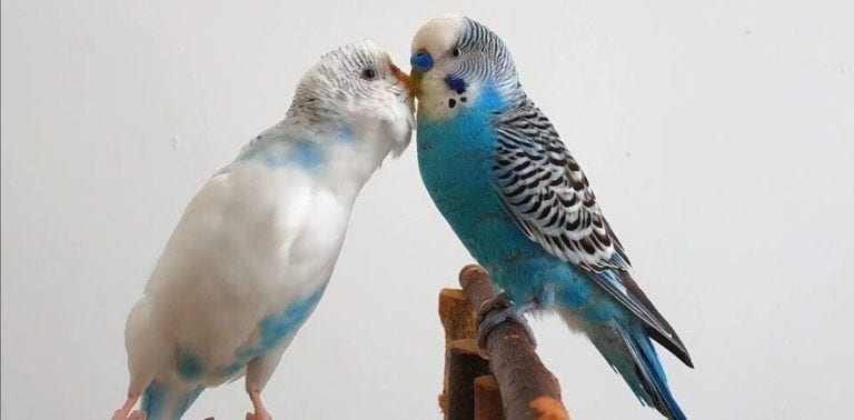 Is Budgie Breeding an Expensive Hobby?