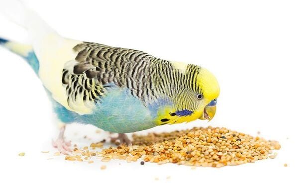 foods and nutrients for Budgies