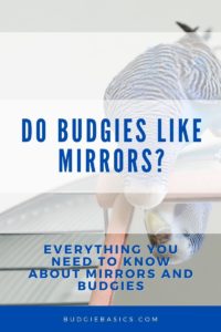 Do Budgies like Mirrors?