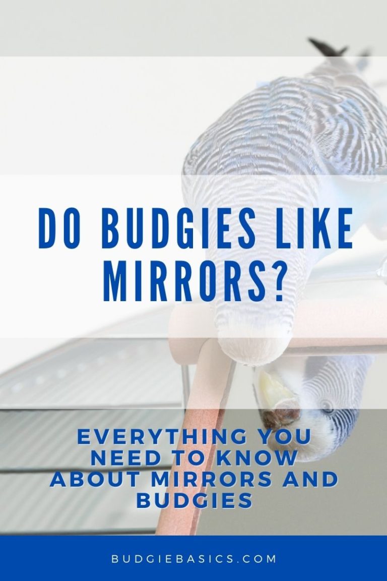 Do budgies like mirrors? Everything you need to know about mirrors and budgies