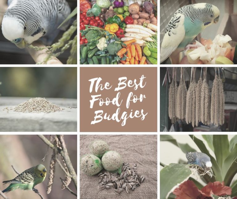 The Best Food for Budgies: Bird Seed, Fruit, Vegetables, and More