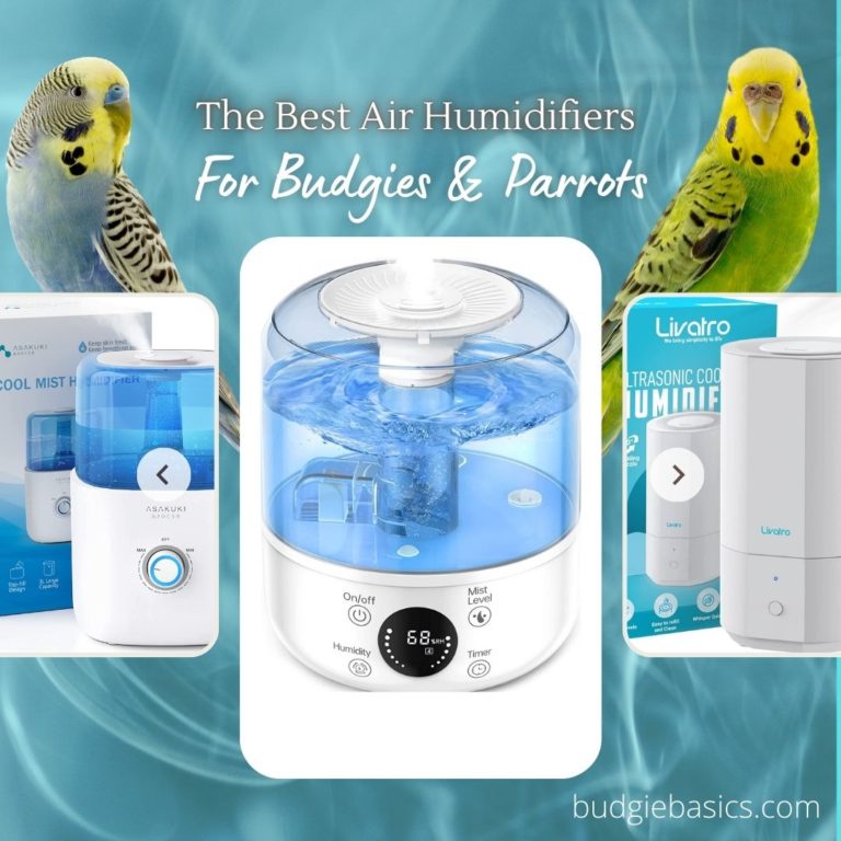 The Best Air Humidifiers for Budgies & Parrots