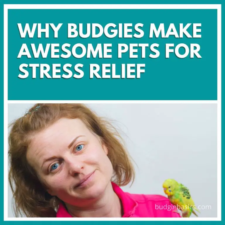 Why Budgies Make Awesome Pets for Stress Relief?