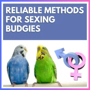 The image features two budgies standing on a wooden perch. The bird on the left has a blue cere with a small drawing of a male symbol next to it, while the bird on the right has a brown cere with a small drawing of a female symbol next to it.