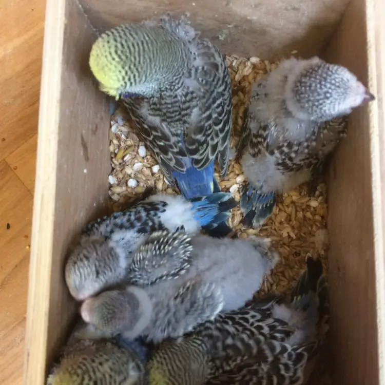 Baby budgie chicks in nesting box